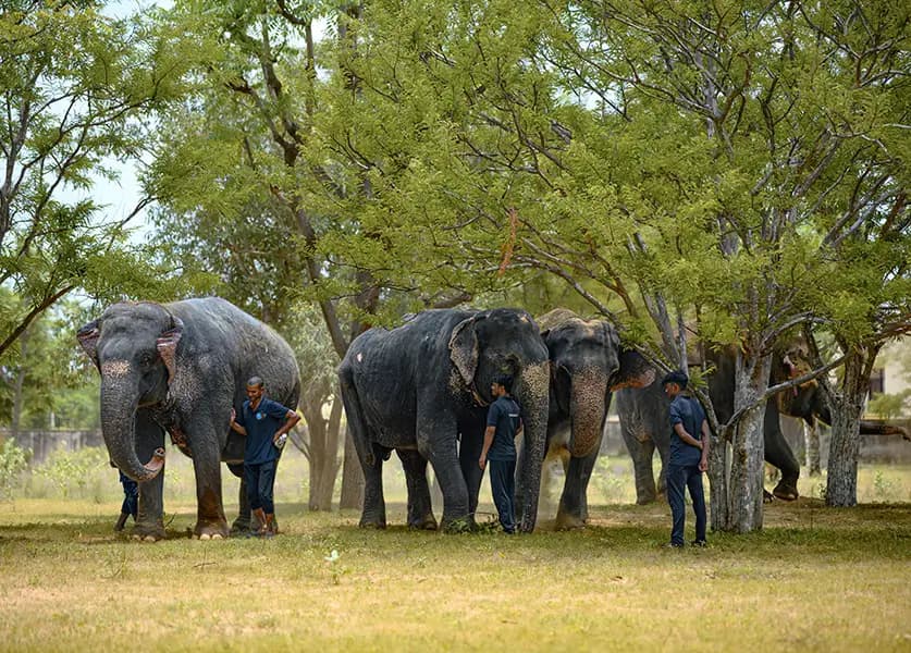 Elephant village in Jaipur